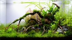 an aquarium filled with plants and rocks