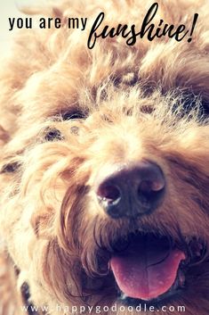 a close up of a dog's face with the words, you are my sunshine