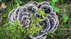 a group of mushrooms that are sitting in the grass