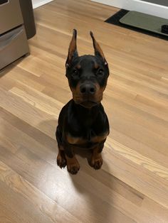 a black and brown dog sitting on top of a hard wood floor