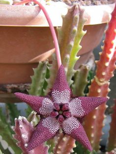 a close up of a flower on a plant