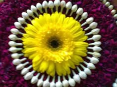 a yellow and white flower surrounded by other flowers in the middle of a purple area