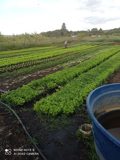 there are many rows of green plants in the field and one bucket is full of water