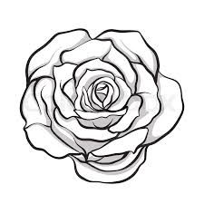 a black and white drawing of a rose