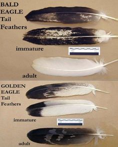 different feathers are labeled in the following words, and there is an image above them