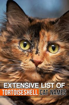 an extreme list of tortoiseshell cat names and their meanings, including the name