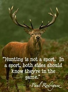 a deer standing in the middle of a field with a quote about hunting is not a sport