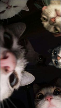 Cat Group Photo Selfie Wallpaper Gatos, Katt Grejer, Gatto Carino, Funny Cat Wallpaper, Silly Cats Pictures, Cute Cats Photos, Cat Aesthetic, Cute Animal Photos, Funny Cute Cats