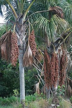 some palm trees with lots of fruit hanging from it's branches in the jungle