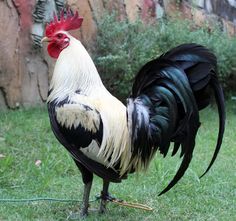 a black and white rooster standing in the grass