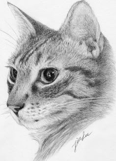 a pencil drawing of a cat's face