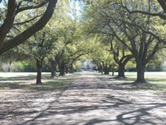 a dirt road surrounded by lots of trees