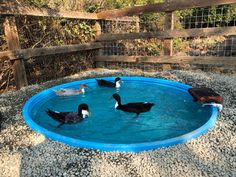 several ducks are swimming in a blue pool surrounded by gravel and wood fenced area