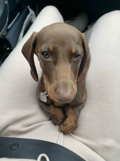 a brown dog sitting in the back seat of a car with his head resting on someone's lap