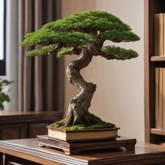 a bonsai tree is sitting on top of some books