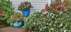 three blue vases with pink and white flowers on the side of a house next to some bushes