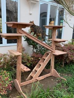 a cat standing on top of a wooden structure