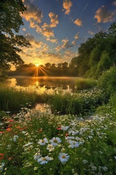 the sun is setting over a lake surrounded by wildflowers and other greenery