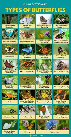 the different types of butterflies are shown in this poster, which shows them all different colors