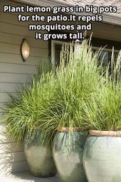 two large planters with grass growing out of them