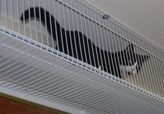 a black and white cat standing on top of a cage