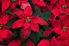 red poinsettia flowers with green leaves in the background