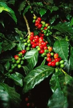 coffee beans are growing on the branch of a tree with green leaves and red berries