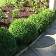 some very pretty green bushes in the middle of a sidewalk with pink flowers on it