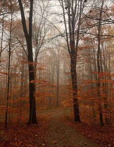 a path in the woods with lots of trees and leaves all around it on a foggy day