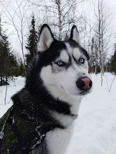 a husky dog with blue eyes standing in the snow wearing a black and white scarf