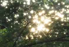 the sun shines brightly through some trees