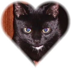 a black cat peeking out from behind a heart