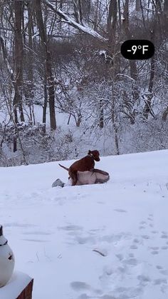 two dogs are playing in the snow with one dog laying on it's back