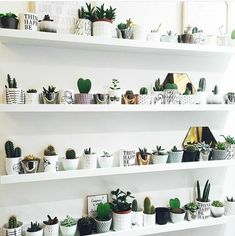 several white shelves filled with potted plants