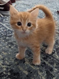 an orange kitten standing on top of a carpet