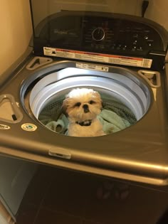 a small dog is sitting in the washer