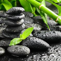 black stones and bamboo leaves with water droplets on them