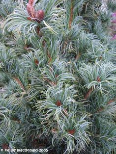 a close up of a pine tree with green needles