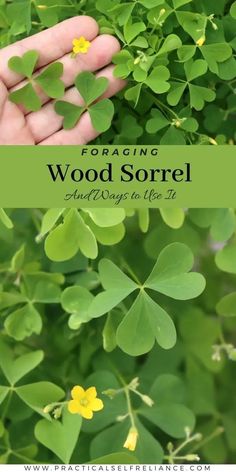 a hand holding four leaf clovers with the words foraging wood sorre