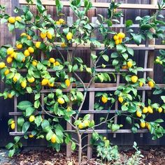 a lemon tree with lots of fruit growing on it's branches in front of a wooden fence