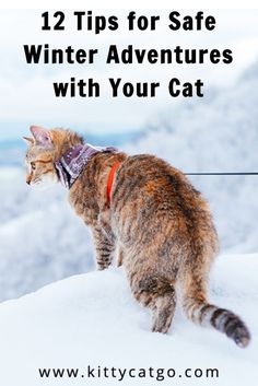 a cat walking in the snow with text overlay reading 12 tips for safe winter adventures with your cat