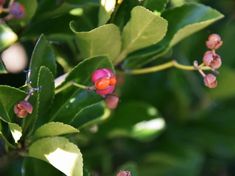 small red berries are growing on the green leaves