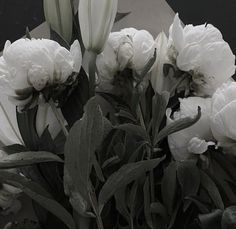 some white flowers are in a black and white photo