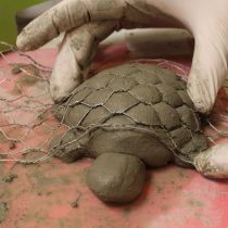 two hands are touching a small turtle on the table