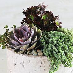 a succulent plant is sitting in a cement pot