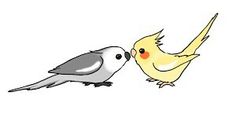 two birds that are standing next to each other on a white background and one is kissing the other