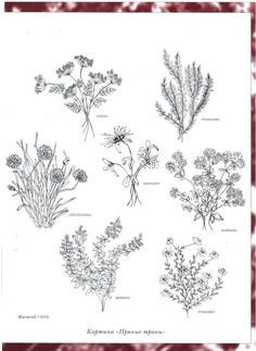 an image of different types of flowers