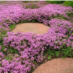 purple flowers are growing in the middle of some rocks and gravel circles on top of each other