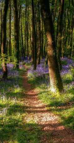 a path in the middle of a forest with purple flowers and trees on both sides