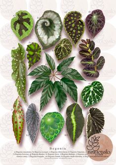 the different types of leaves are shown in this poster, which includes green and purple